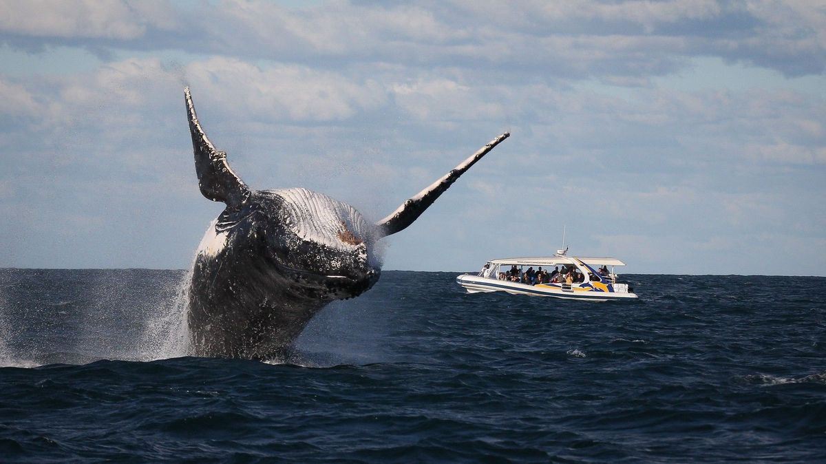 Velryba u Sydney smetla rybářskou loď, jeden muž zahynul